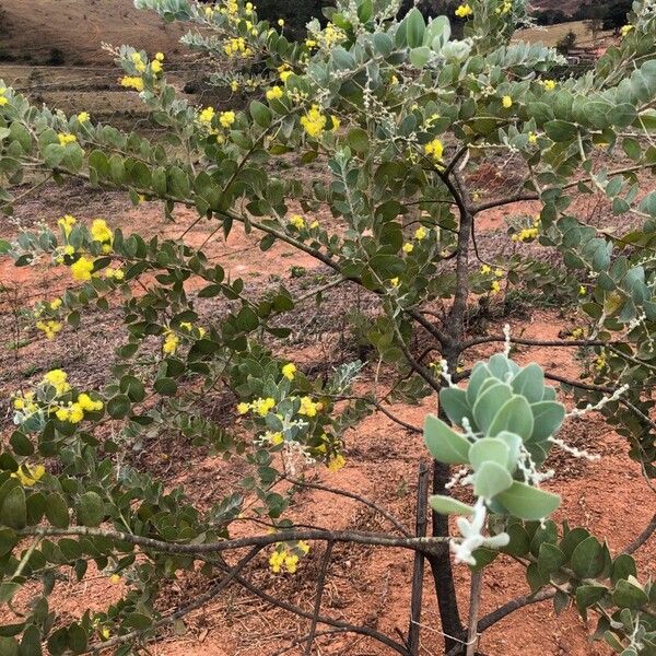 Acacia podalyriifolia Blad