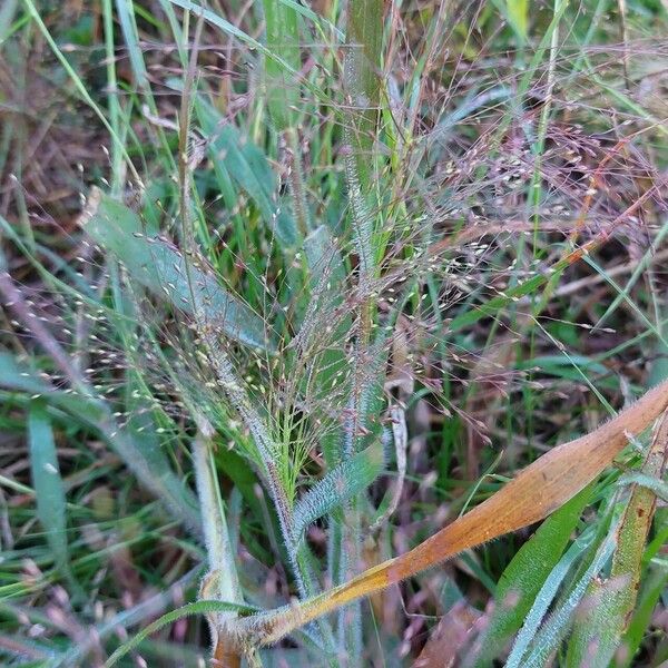 Panicum capillare Flower