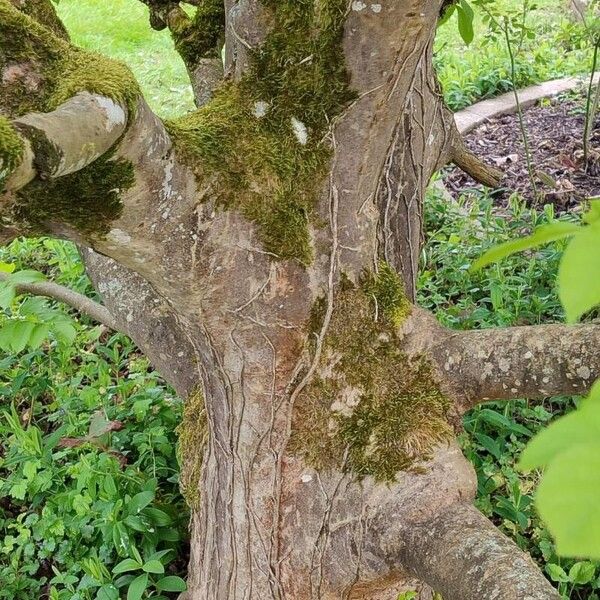 Fraxinus ornus Bark