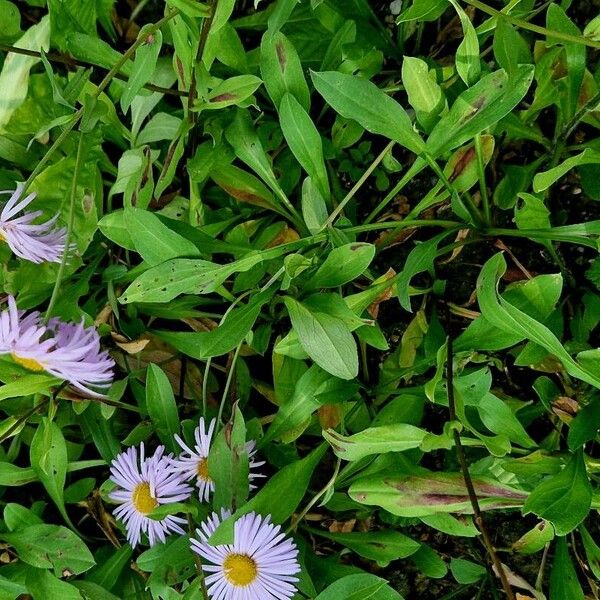 Erigeron speciosus 叶