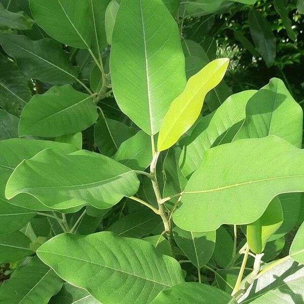 Magnolia delavayi Feuille