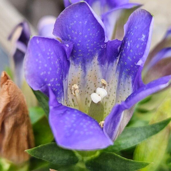 Gentiana scabra Žiedas