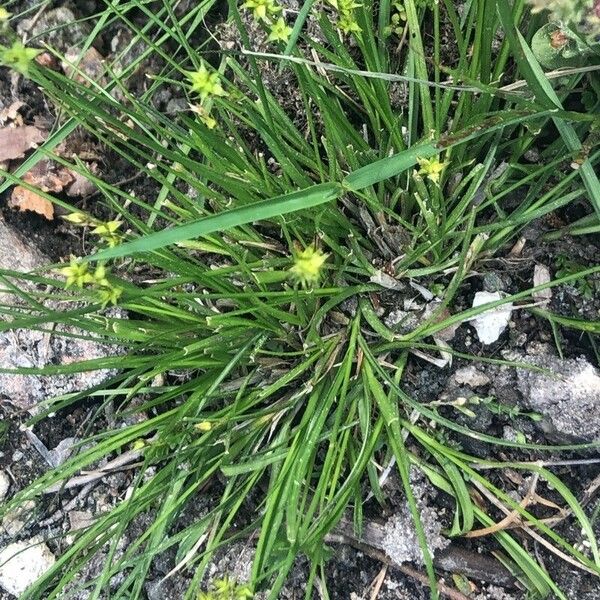 Carex echinata 叶