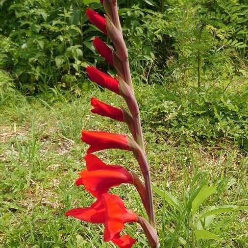 Gladiolus dalenii Blodyn