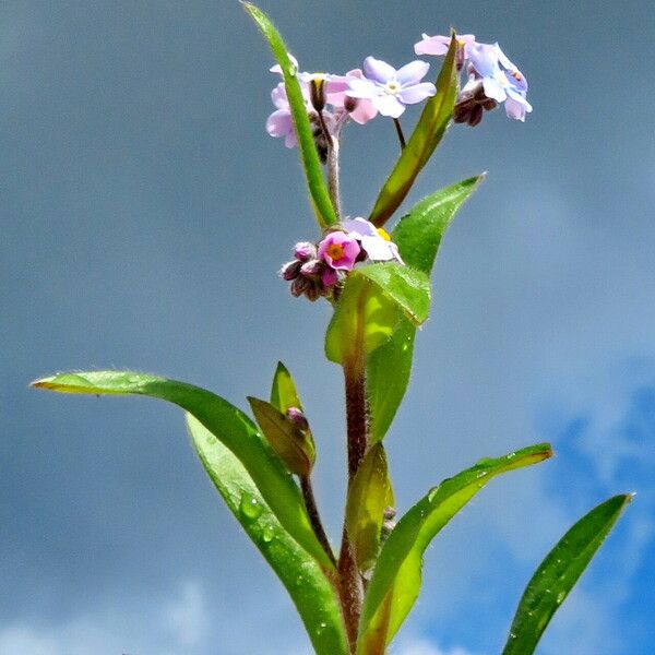 Myosotis arvensis Habitus