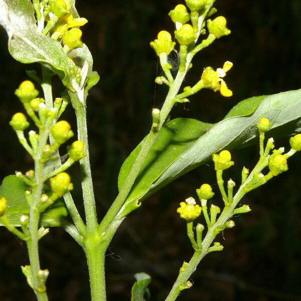 Bunchosia nitida Cvet