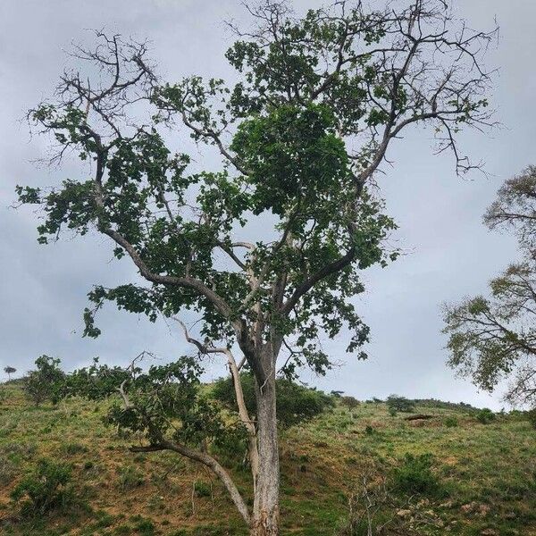 Ficus vallis-choudae Habit
