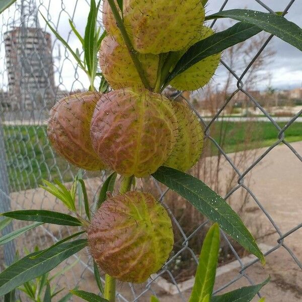 Gomphocarpus physocarpus Φρούτο