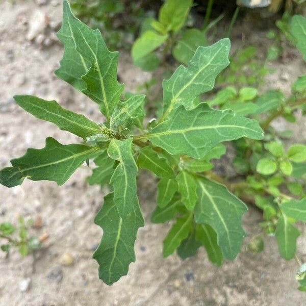 Oxybasis glauca Folha