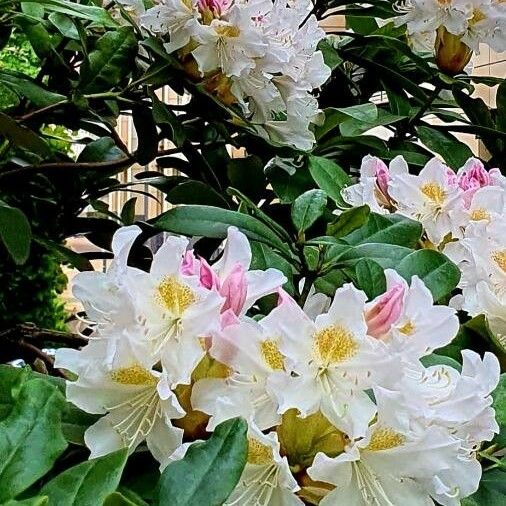 Rhododendron maximum Flower