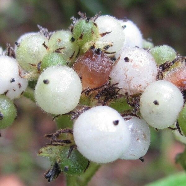 Heliotropium cuspidatum Fruit