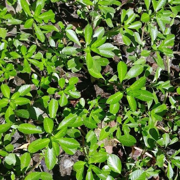 Ludwigia grandiflora Habit