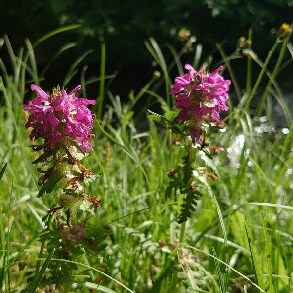 Pedicularis verticillata Habit