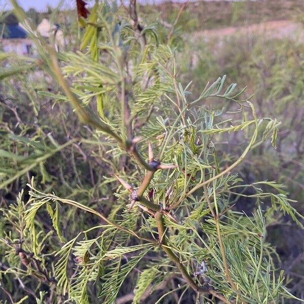 Prosopis glandulosa Frunză