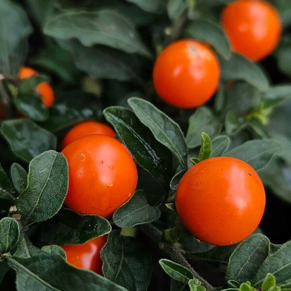 Solanum pseudocapsicum 果実