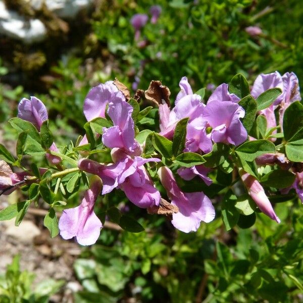 Chamaecytisus purpureus Alia