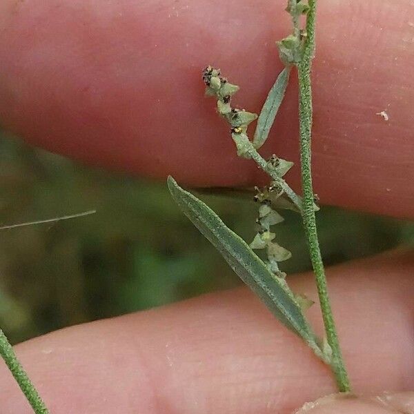 Atriplex patula Fiore