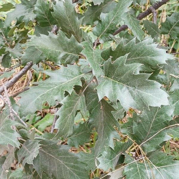 Quercus ithaburensis Leaf