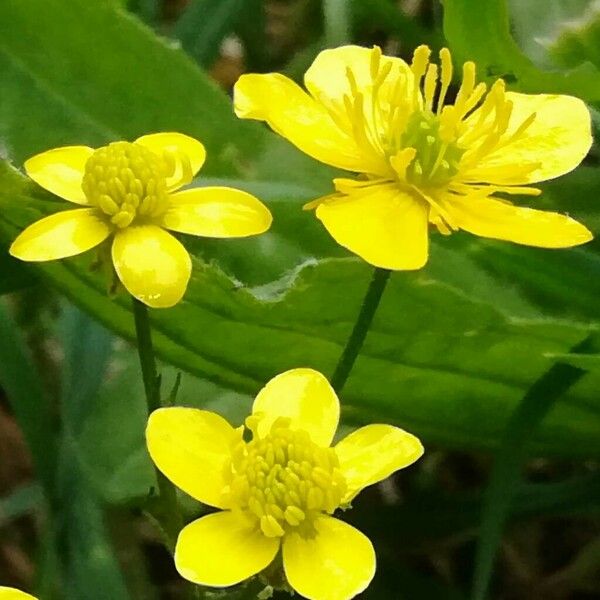 Ranunculus flammula Λουλούδι