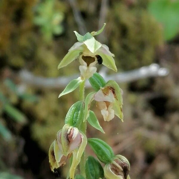 Epipactis muelleri Žiedas