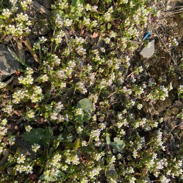 Cochlearia danica Blomma