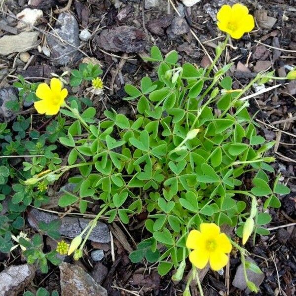 Oxalis dillenii Levél