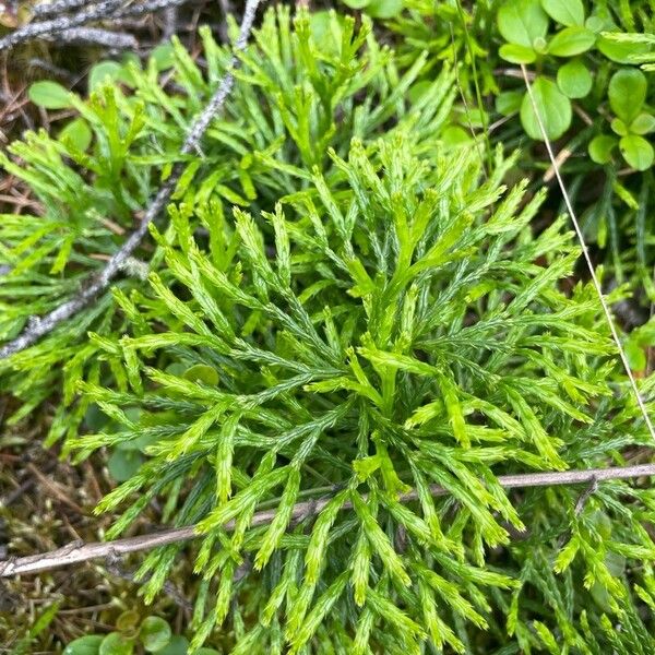 Lycopodium complanatum 葉