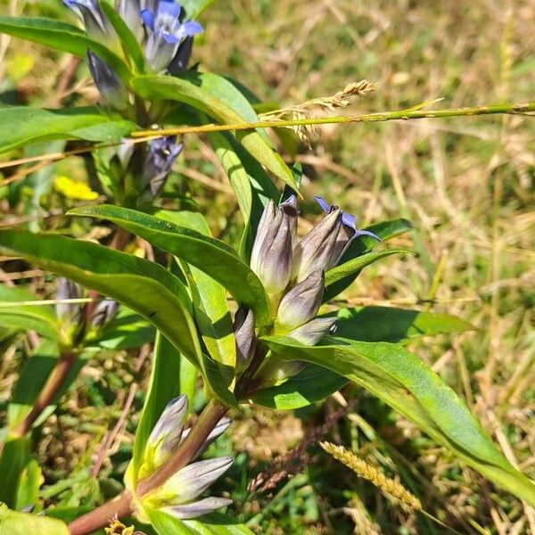 Gentiana cruciata 花