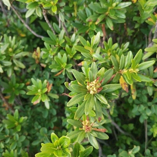 Rhododendron ferrugineum Plod