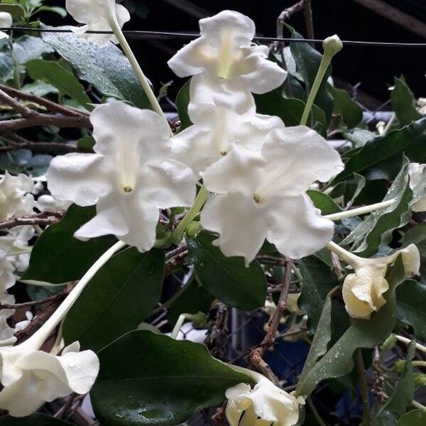 Brunfelsia americana (Lady-of-the-night)