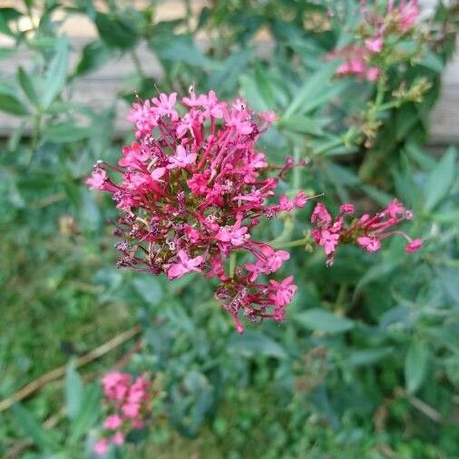 Valeriana rubra Virág