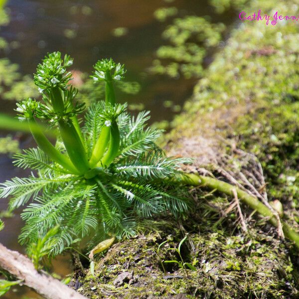 Hottonia inflata 整株植物