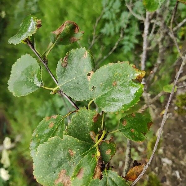 Betula humilis 葉