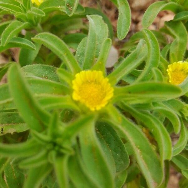 Asteriscus aquaticus Flower