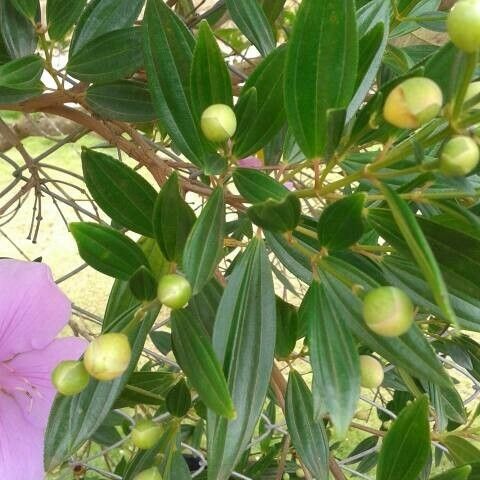 Tibouchina granulosa Žiedas