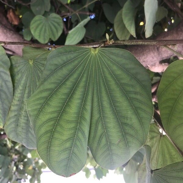 Bauhinia purpurea 葉