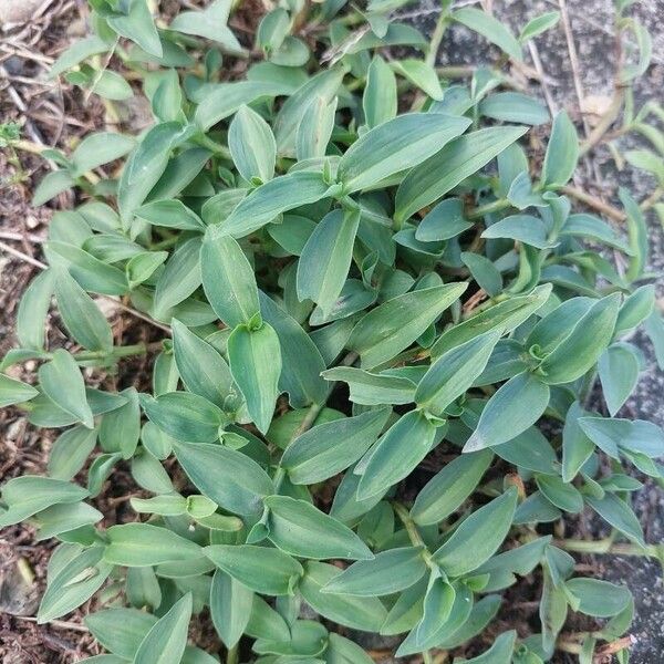 Commelina diffusa ഇല