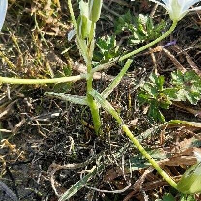 Ornithogalum umbellatum Habit