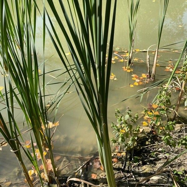 Typha angustifolia Характер