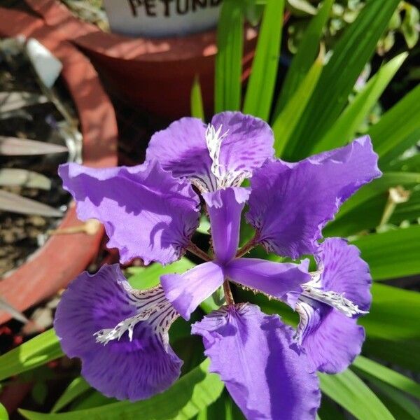 Iris tectorum Cvet