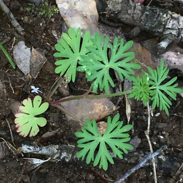 Geranium columbinum Blad