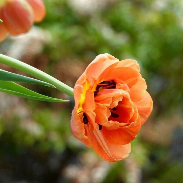 Tulipa gesneriana പുഷ്പം