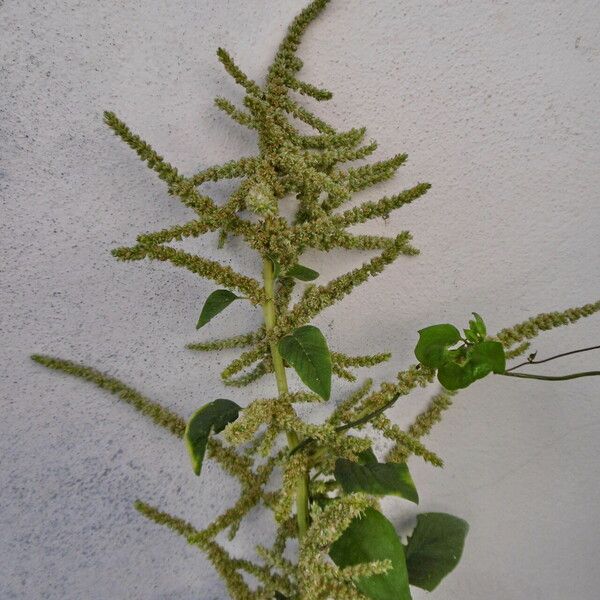 Amaranthus viridis 花