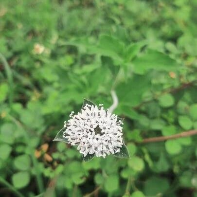 Lagascea mollis Blomst