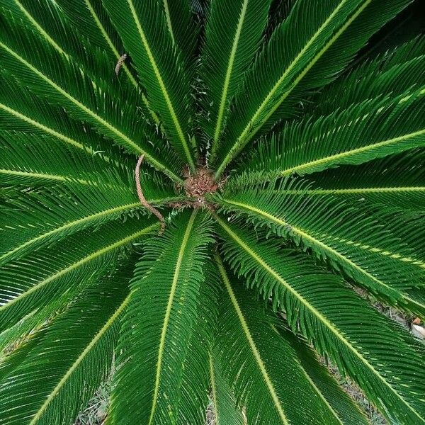 Cycas revoluta Лист