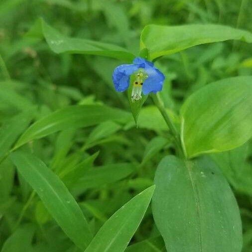 Commelina erecta Blomma