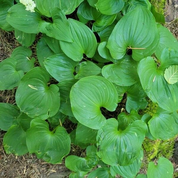 Maianthemum dilatatum Blad