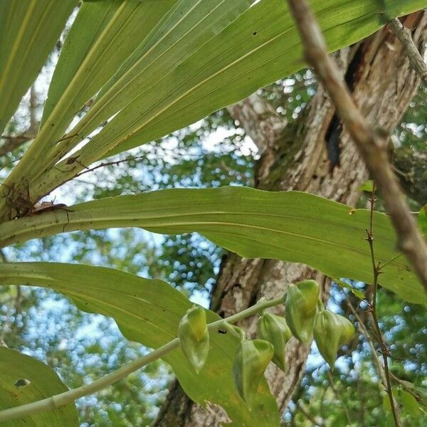 Catasetum integerrimum ഇല