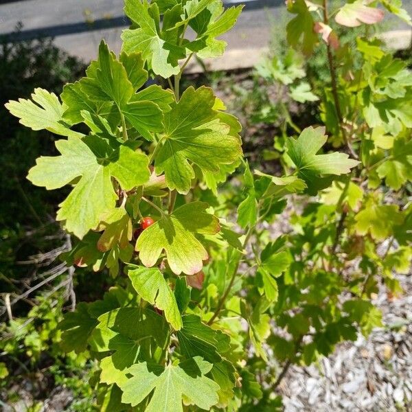 Ribes aureum Hábitos