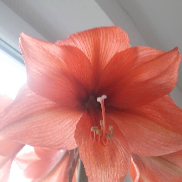 Hippeastrum reginae Flor